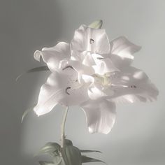 a white flower is in a vase on a gray background with long stems and leaves