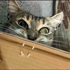 a close up of a cat peeking out from behind a wooden box with holes in it