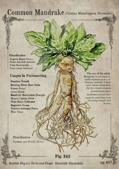 a poster with the names and description of common mandrake roots, including leaves