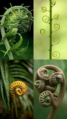 four different types of plant life in the same photo, one is green and two are yellow