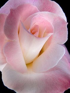 a pink rose is shown on a black background