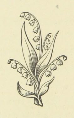 a drawing of lily of the valley flowers