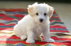 a small white dog sitting on top of a rug