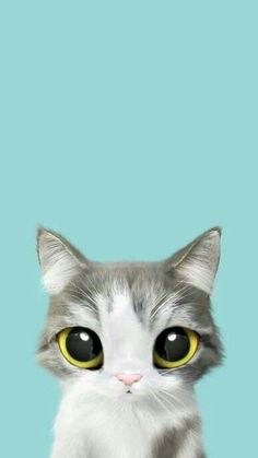 a gray and white cat with yellow eyes looking at the camera on a blue background