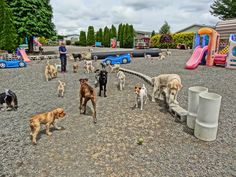 a bunch of dogs that are standing around in the dirt near a play area with slides