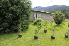 several trees are planted in front of a house on the grass with mountains in the background