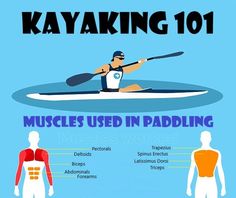 kayaking 101 - muscles used in paddling info graphic on the back of a kayak