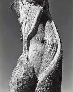 a black and white photo of an old tree trunk with the bark still attached to it