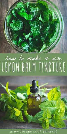 Lemon Grass Tincture, Dandelion Tincture, Lemon Balm Recipes, Lemon Balm Tincture, Tinctures Recipes, Herbs Garden, Medicine Chest, Herbal Tinctures, Herbal Recipes