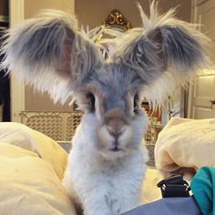 a small rabbit with long hair sitting on top of a bed next to a person