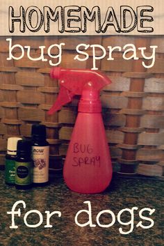 homemade bug spray for dogs on the counter