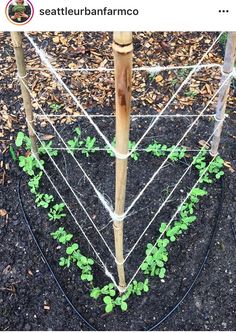 a wooden pole with plants growing on it in the middle of some dirt and leaves