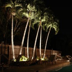 palm trees line the side of a swimming pool at night