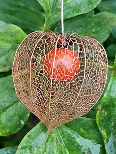 a heart shaped object hanging from a tree