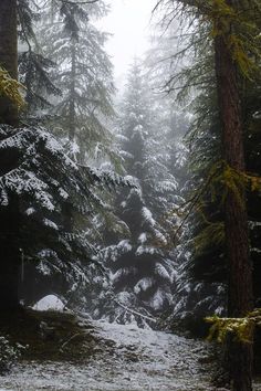 snow covered trees in the woods on a foggy day