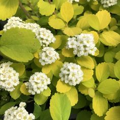 some white flowers and green leaves in the sun