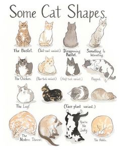 some cats that are all different colors and sizes, with the words'some cat shapes'above them