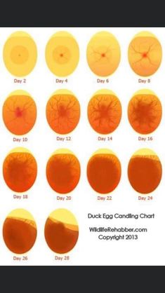 an iphone screen showing the different stages of eyeliding for each person in their life