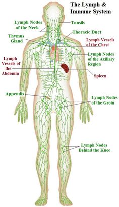 June’s 30 Day Challenge ~ Rebounding | Creatively HomeMade Human Body Diagram, Thoracic Duct, Lymph Vessels, Body Diagram, Health And Fitness Magazine