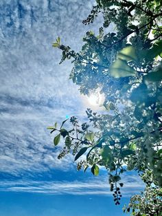 the sun shines through the leaves of a tree in front of a blue sky with wispy clouds