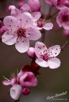 pink flowers are blooming on a tree branch