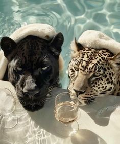 two black and white leopards in the water with wine glasses next to each other