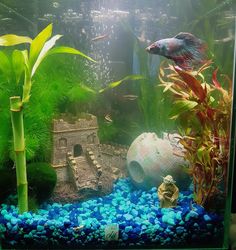 an aquarium filled with plants, rocks and other aquatic items in it's tank