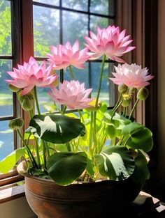 a potted plant with pink flowers in front of a window