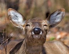 a close up of a deer with its eyes closed and it's nose open