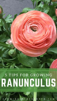 an orange flower with the words 5 tips for growing ranunculas on it