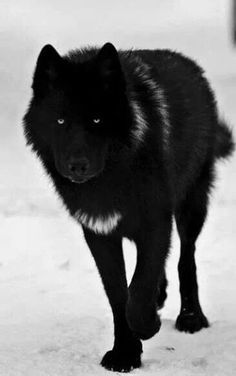 a black dog is walking in the snow