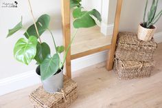 two potted plants sitting next to each other in front of a mirror on the floor