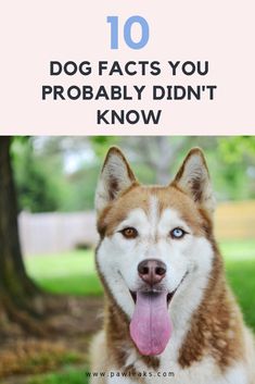 a dog with its tongue out and the words 10 dog fact you probably didn't know