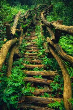 a wooden staircase made out of logs in the middle of a forest filled with green plants