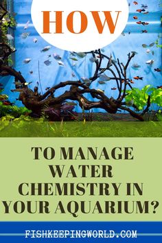 an aquarium with text overlaying how to manage water chemistry in your aquarium?