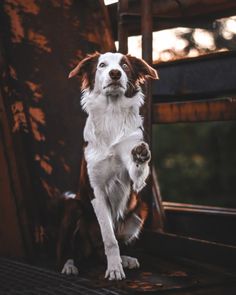 a brown and white dog standing on its hind legs