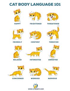 the cat body language 101 is shown in this image, it's very easy to read