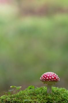 a small red mushroom sitting on top of a green moss covered ground with trees in the background