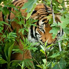 a tiger hiding in the leaves of a tree