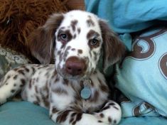 a brown and white dog laying on top of a bed