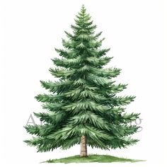 a watercolor painting of a pine tree with green leaves on the top and bottom