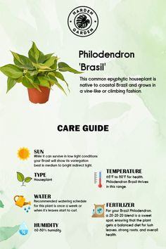 an info sheet describing the different types of plants