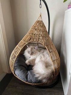 a cat is laying in a hanging chair