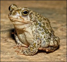 a close up of a frog sitting on the ground