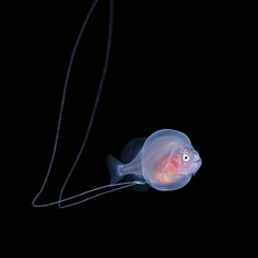 a jellyfish in the dark with its head turned to look like it is looking at something