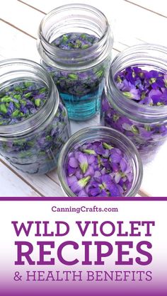 wild violets and health benefits in jars with text overlay that reads wild violet recipes & health benefits