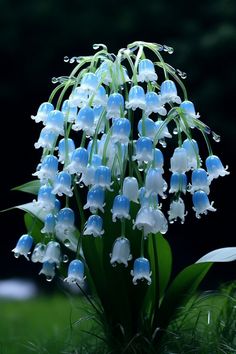 a bunch of blue and white flowers with water droplets on it's petals in the grass