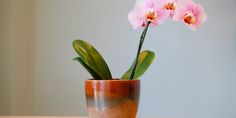 a pink flower in a brown vase on a table