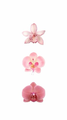 three pink orchids on a white background with one flower in the center and two flowers below