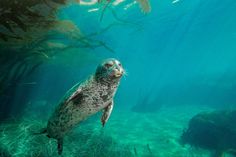 a seal is swimming in the water near some seaweed and kelphed plants